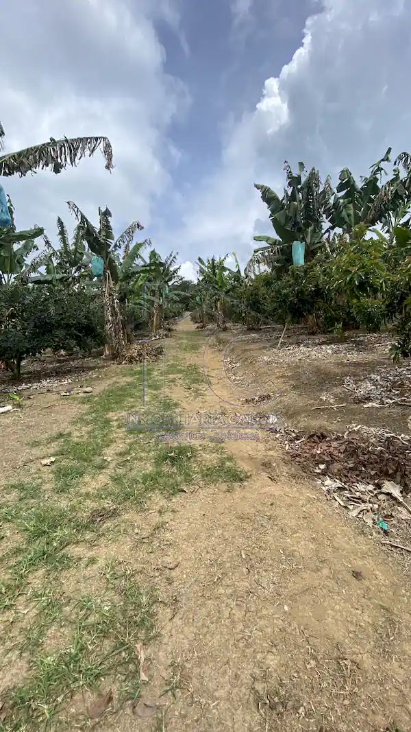 Finca La Esperanza